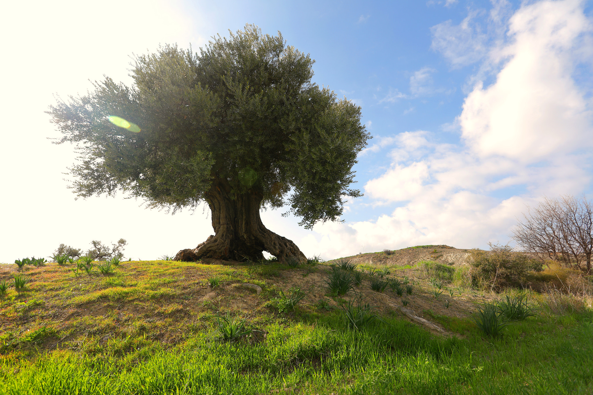 Canon EF 17-40mm F4L USM sample photo. Green earth photography