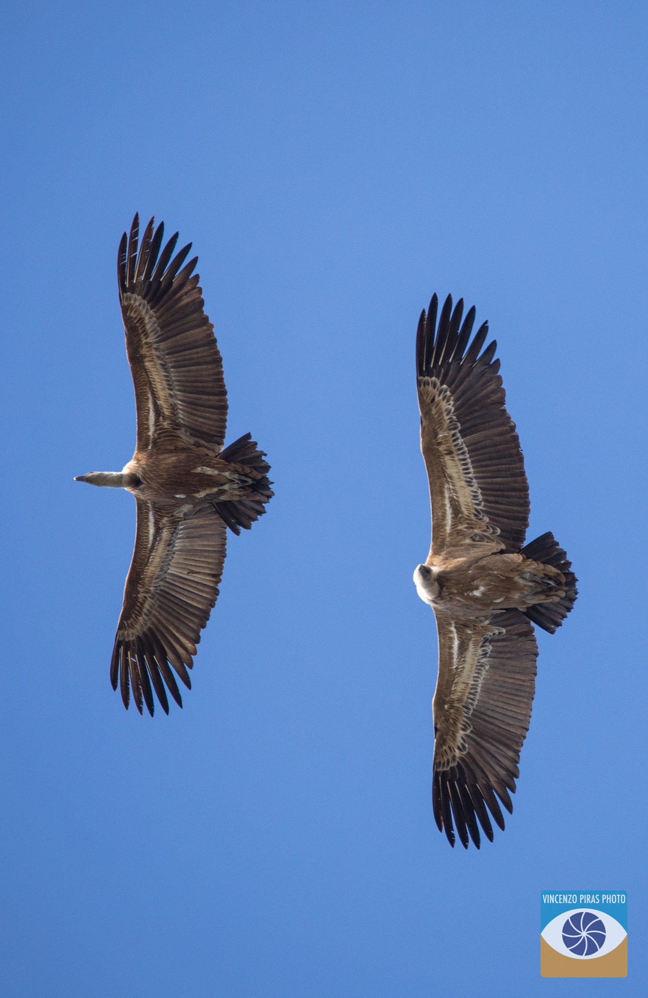 150-600mm F5-6.3 DG OS HSM | Contemporary 015 sample photo. Avvoltoio grifone in volo sulla costa di bosa - sardegna centro occidentale photography