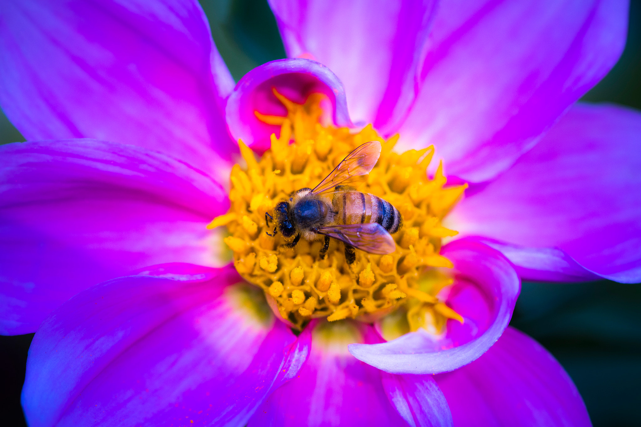 Sigma 150mm f/2.8 EX DG OS HSM APO Macro sample photo. Drink photography