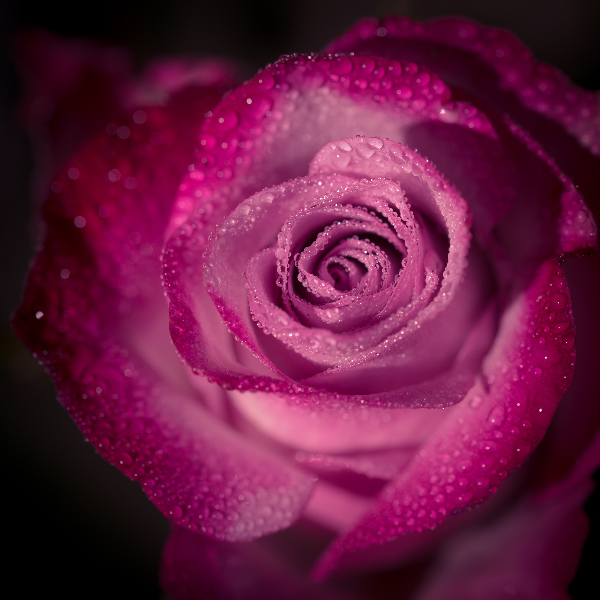 Sony a99 II sample photo. Rainy rose photography