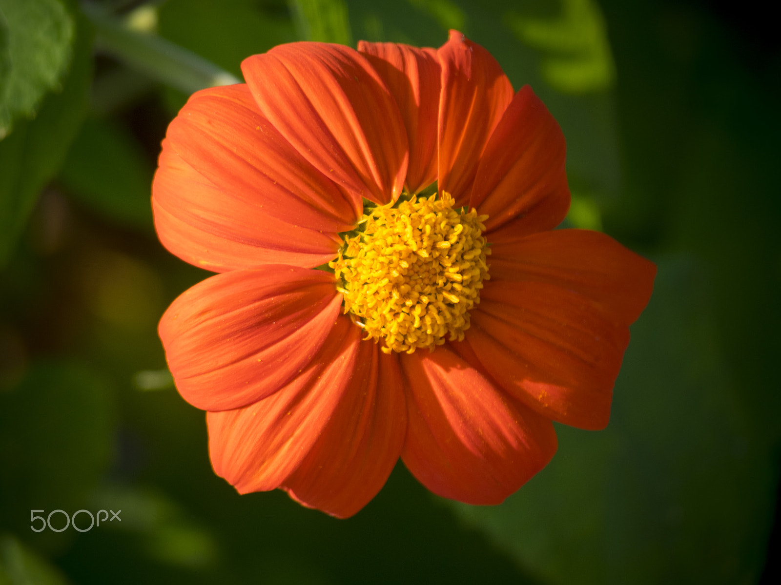 Olympus OM-D E-M1 sample photo. Mexican sunflower in bloom photography