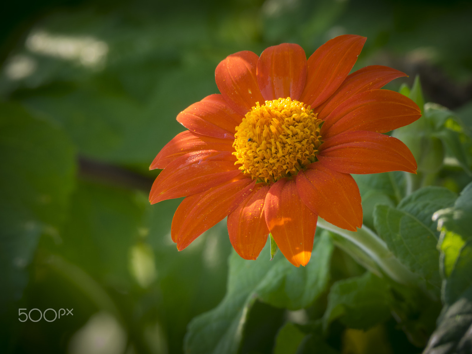 Olympus OM-D E-M1 + Panasonic Lumix G Vario 100-300mm F4-5.6 OIS sample photo. Mexican sunflower in bloom photography