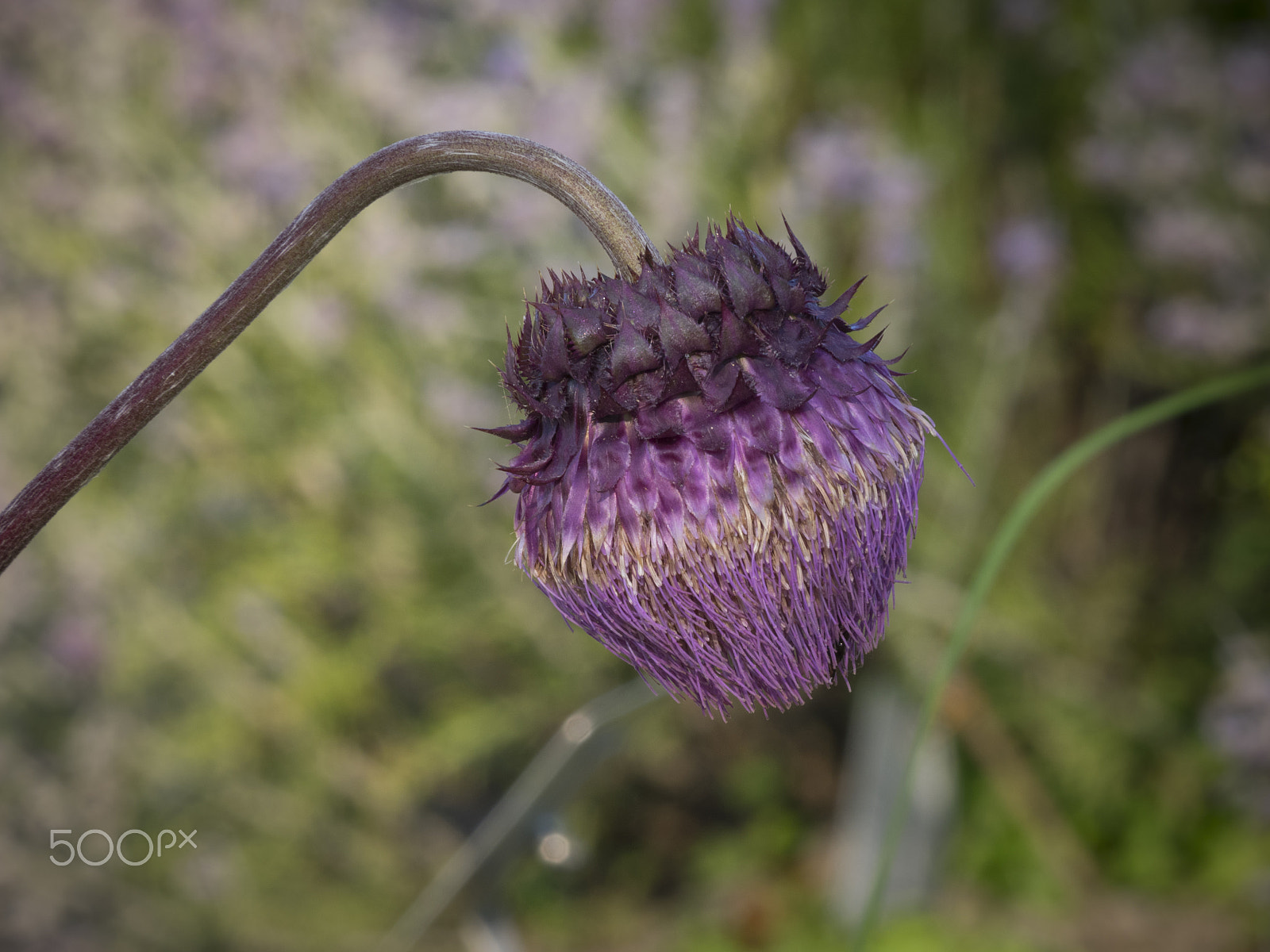 Olympus OM-D E-M1 + Panasonic Lumix G Vario 100-300mm F4-5.6 OIS sample photo. Cirsium purpuratum histle flower in bloom photography