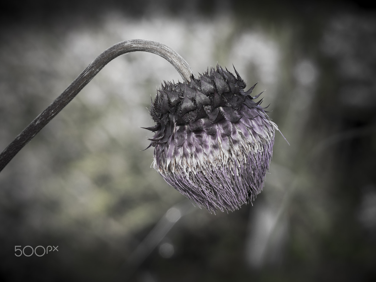 Olympus OM-D E-M1 sample photo. Cirsium purpuratum histle flower in bloom photography
