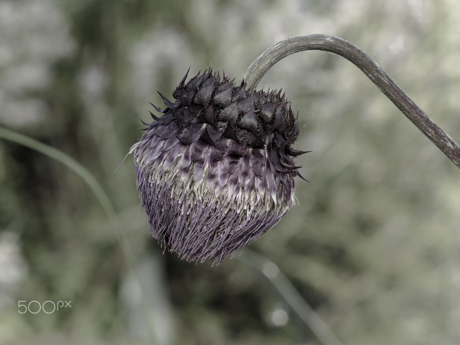 Olympus OM-D E-M1 + Panasonic Lumix G Vario 100-300mm F4-5.6 OIS sample photo. Cirsium purpuratum histle flower in bloom photography