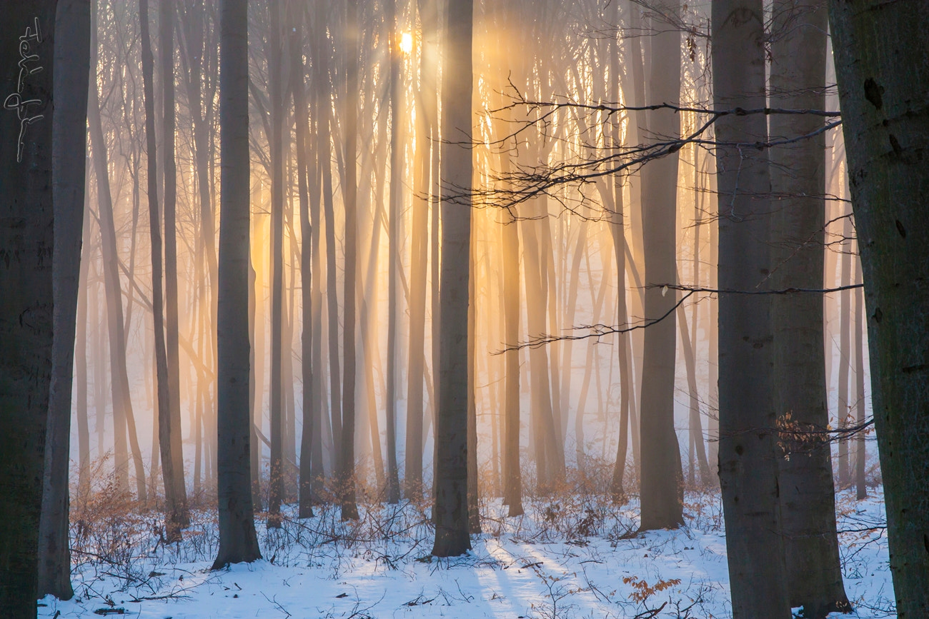 Sigma 17-70mm F2.8-4 DC Macro OS HSM sample photo. Sunset in the forest photography