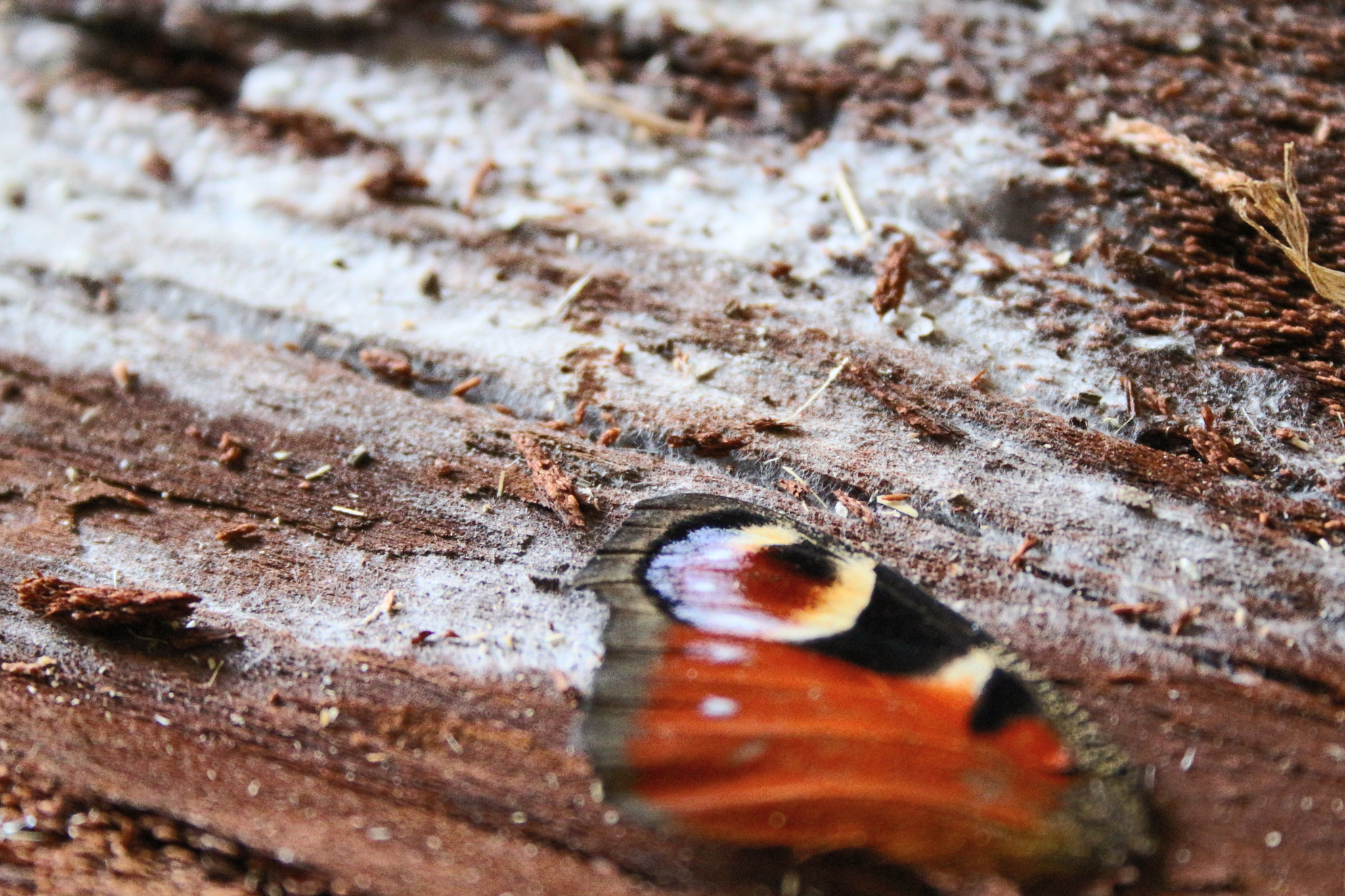 Canon EF-S 18-55mm F3.5-5.6 II sample photo. Papillon photography