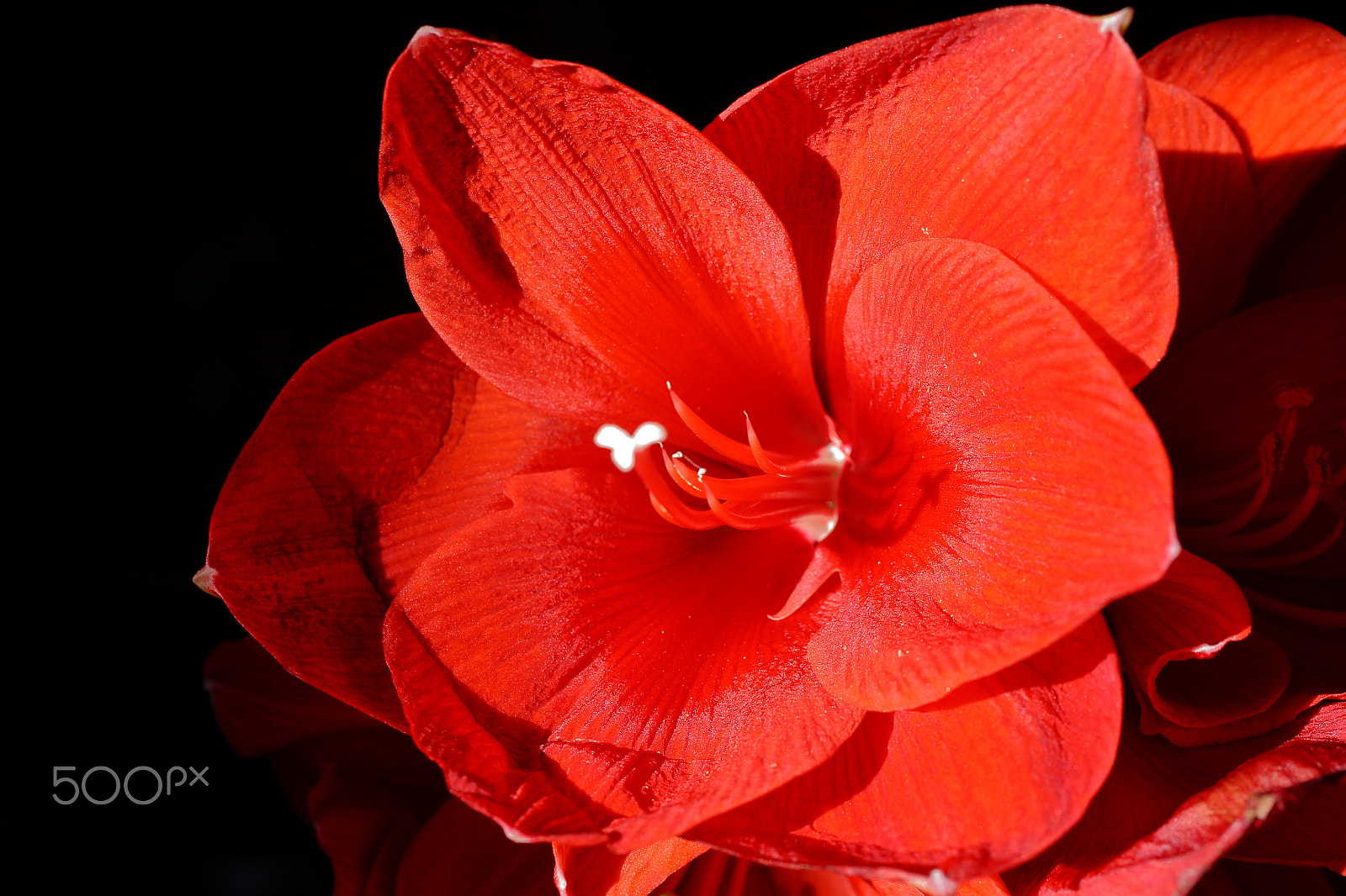 Sigma 50mm f/2.8 EX sample photo. Amaryllis rouge photography