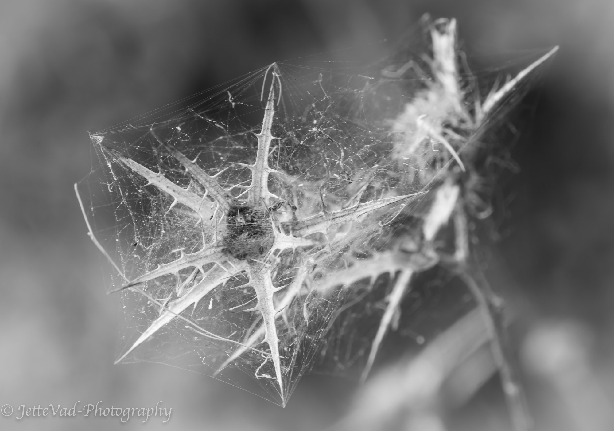 Sony E 18-200mm F3.5-6.3 OSS sample photo. Spiderweb photography