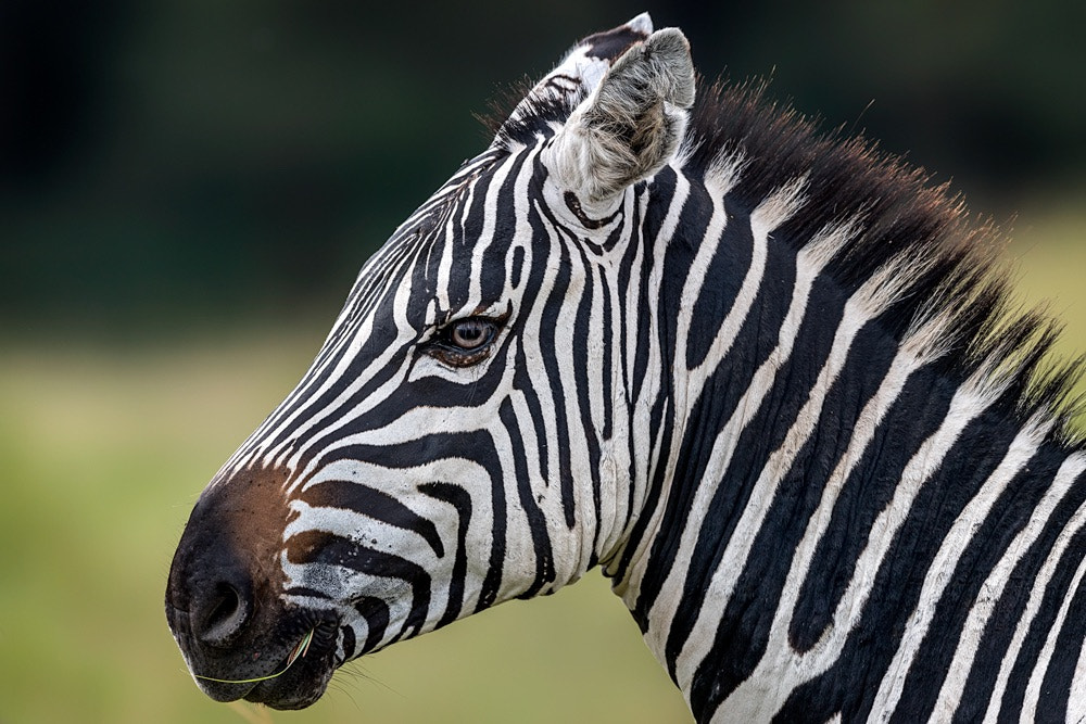 Nikon D5 sample photo. Beautiful zebra photography