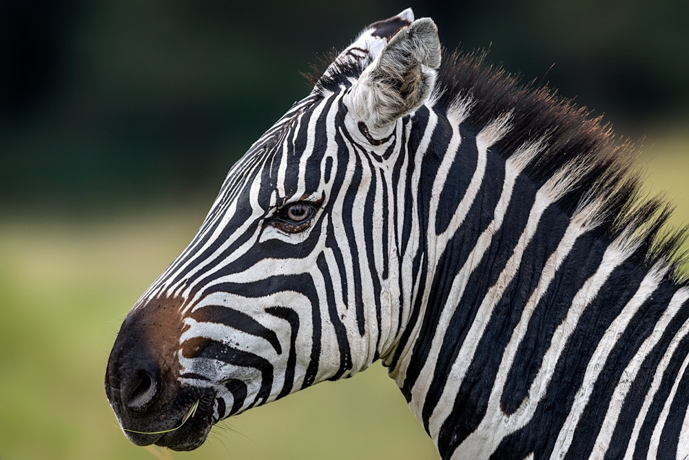 Nikon AF-S Nikkor 600mm F4E FL ED VR sample photo. Beautiful zebra photography