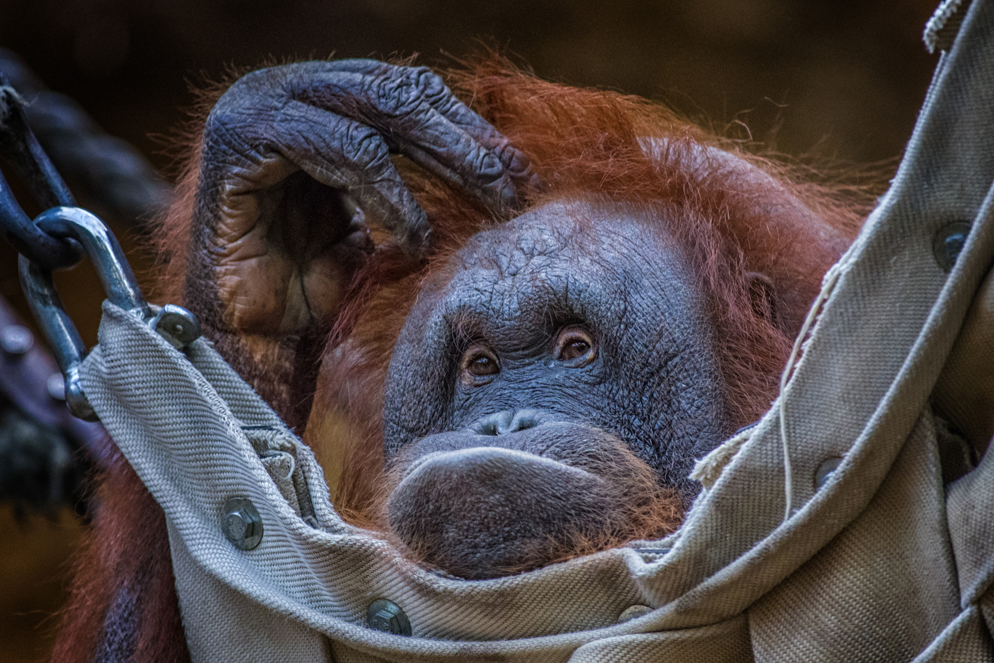 Pentax K-1 + Pentax smc DA* 300mm F4.0 ED (IF) SDM sample photo. What a monkey theater photography