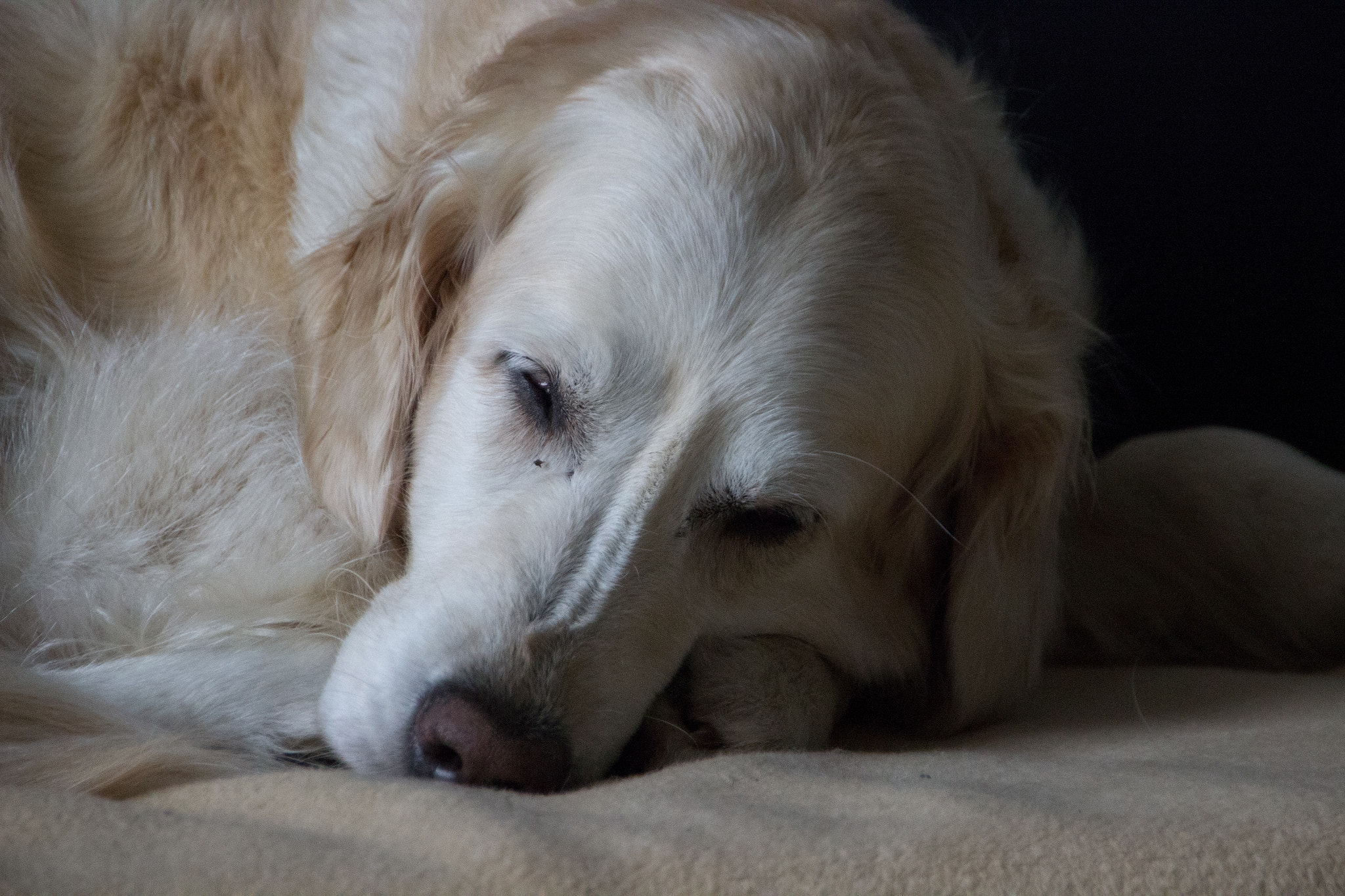 Sigma 18-250mm F3.5-6.3 DC OS HSM sample photo. Have big dreams! photography