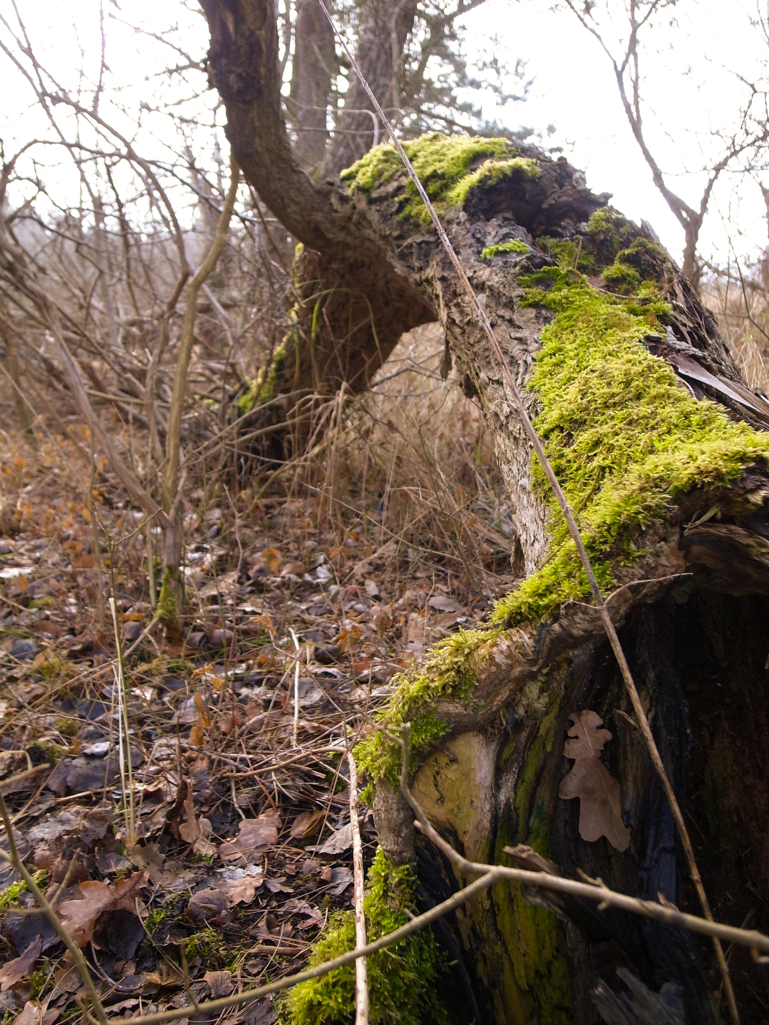 Ricoh GR DIGITAL 3 sample photo. Woods photography
