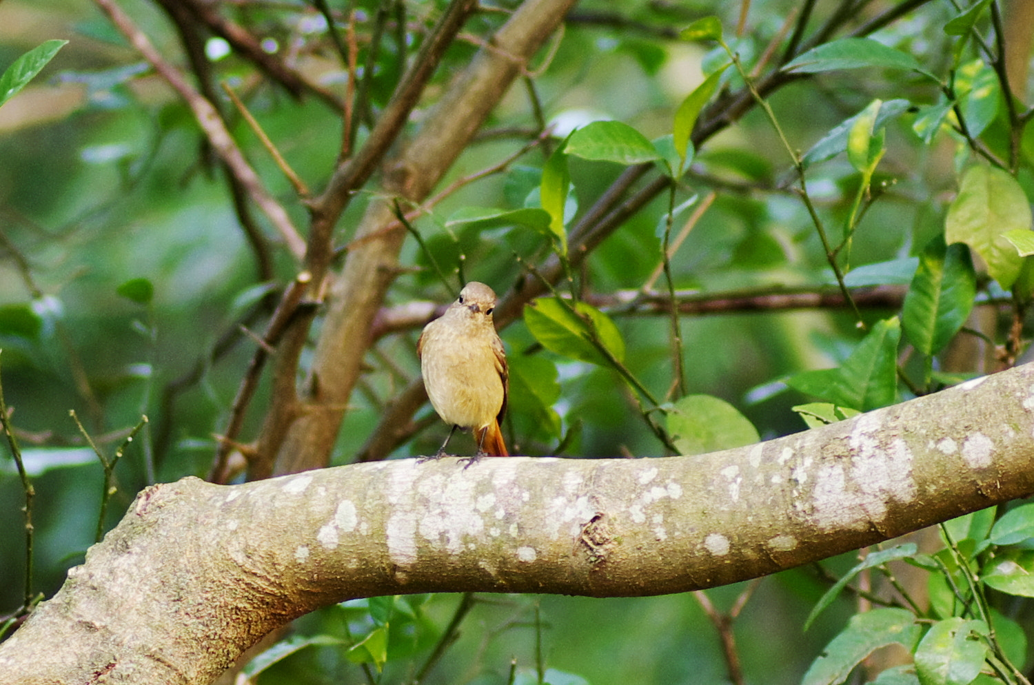 Tamron SP AF 90mm F2.8 Di Macro sample photo. Redstart ♀ photography