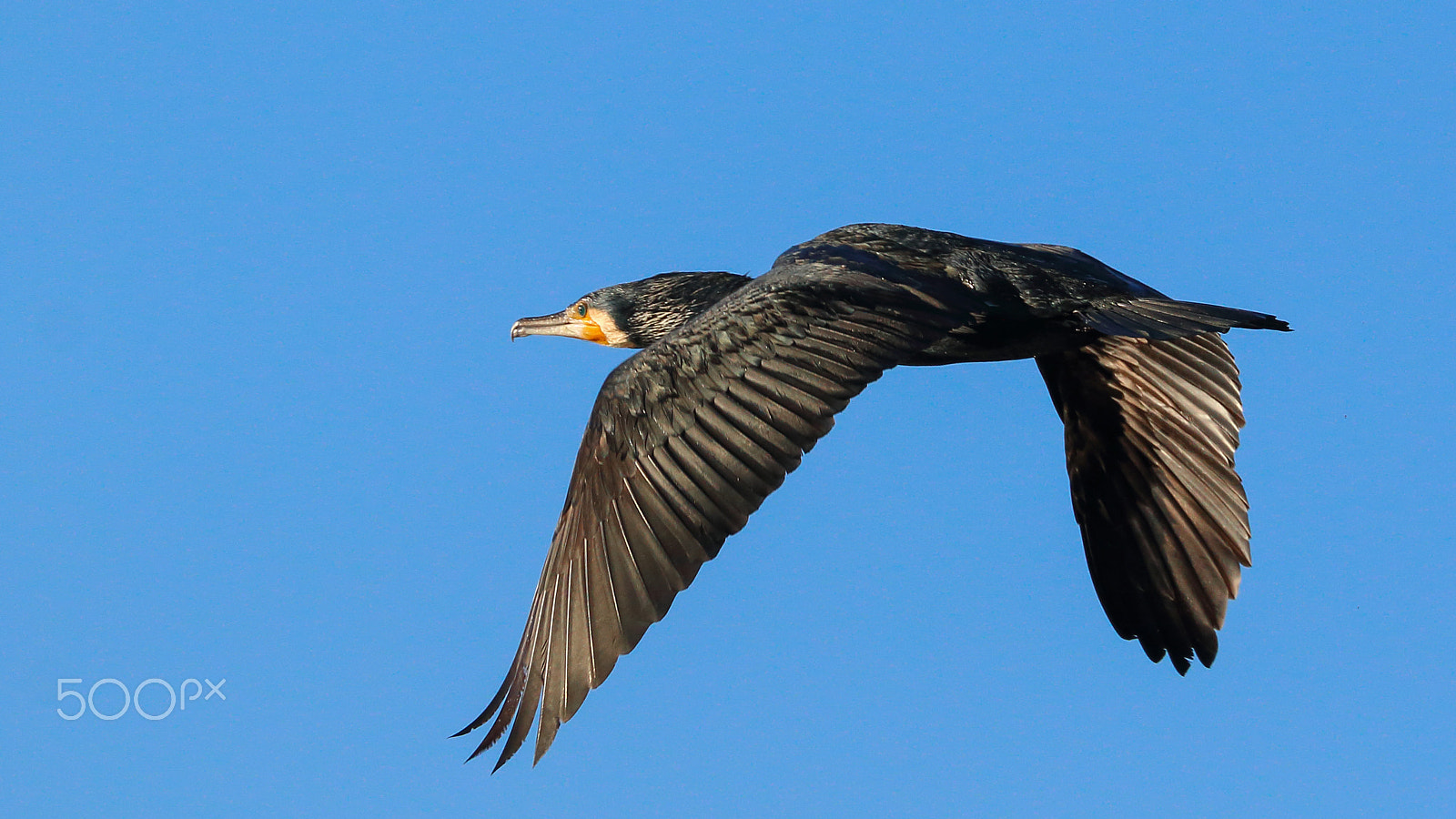 Canon EF 70-300mm F4-5.6L IS USM sample photo. Cormoran photography