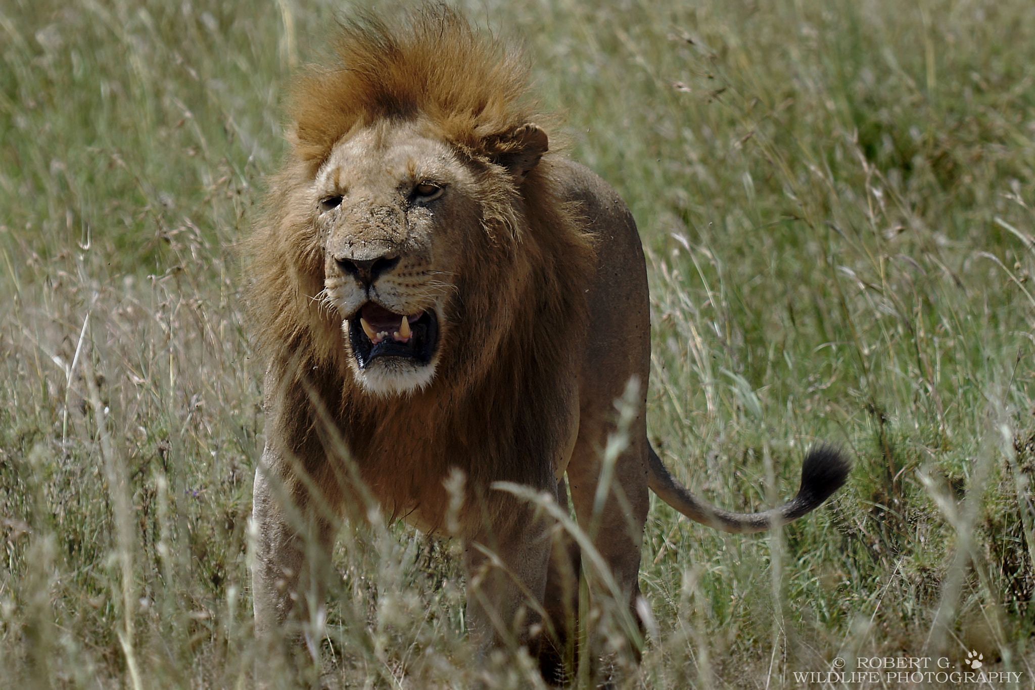 Sony SLT-A77 sample photo. Serengeti lion photography