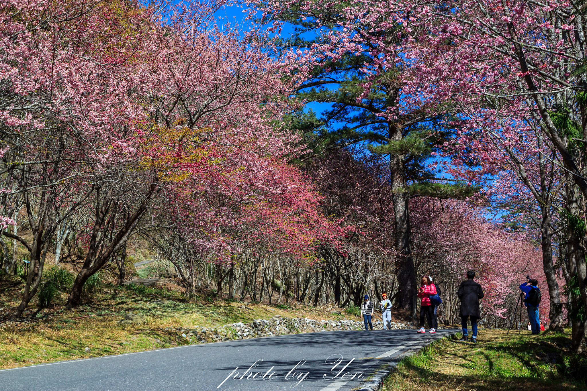 Canon EF 16-35mm F2.8L II USM sample photo. 櫻花大道 photography