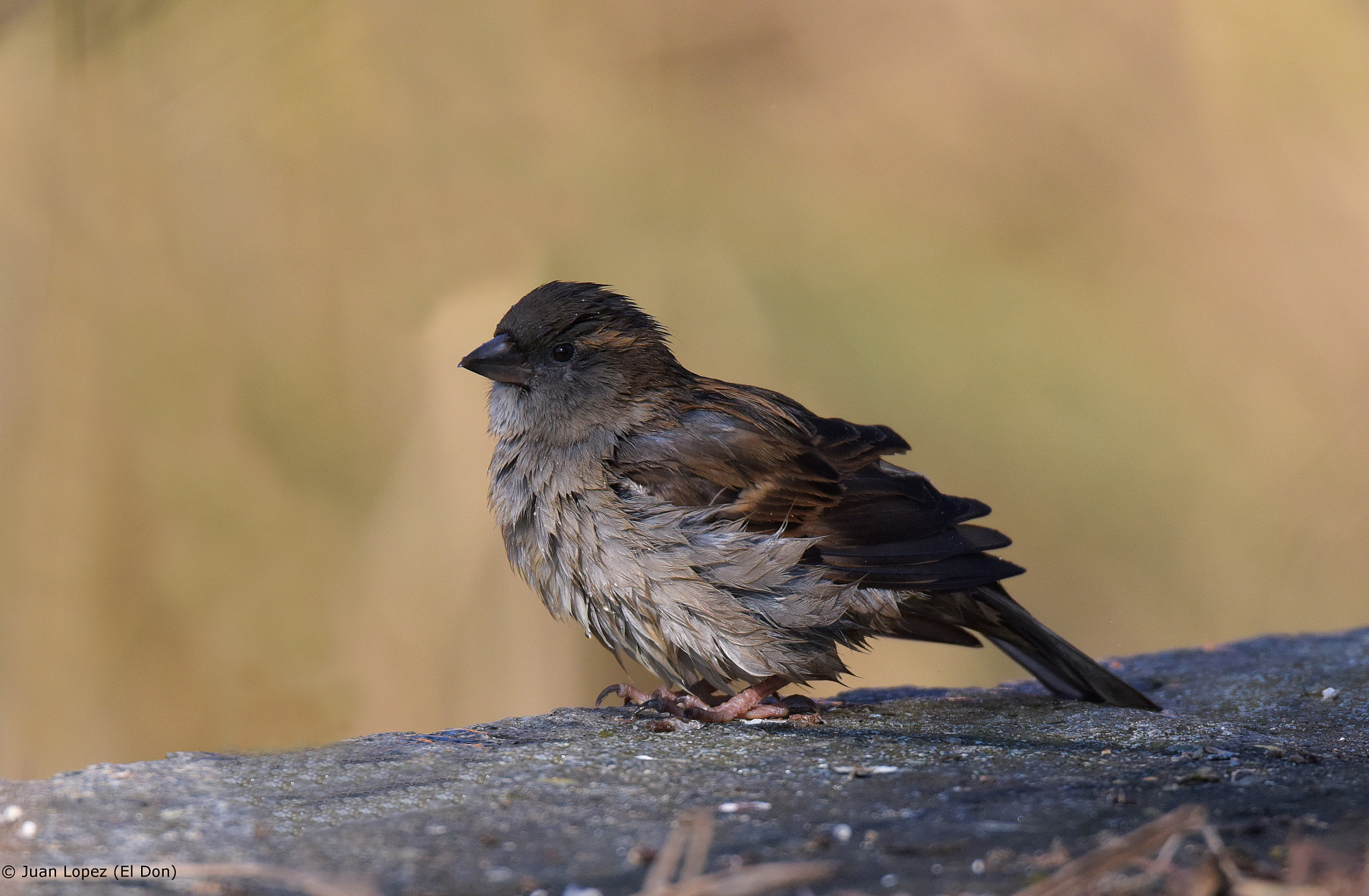 Nikon D810 sample photo. Bird photography