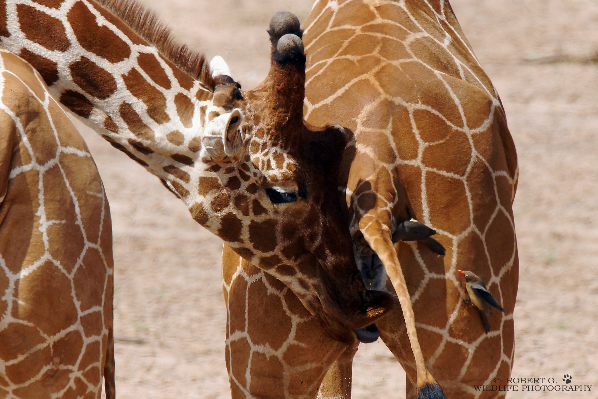 Sony SLT-A77 sample photo. No comment.....    samburu 2016 photography