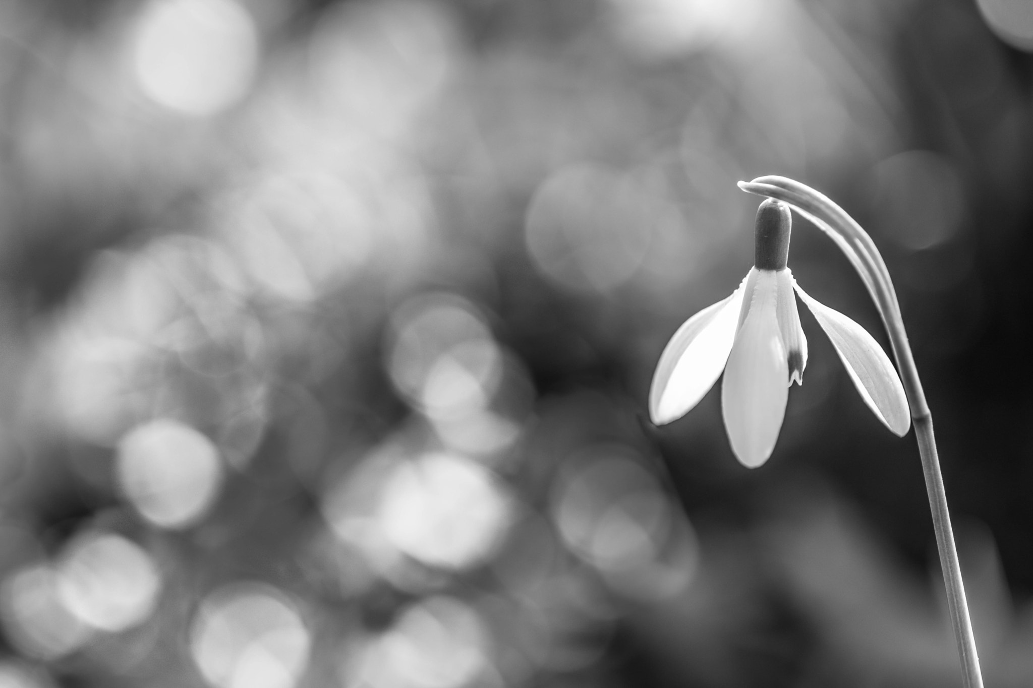 Canon EF 100mm F2.8L Macro IS USM sample photo. While waiting for spring photography