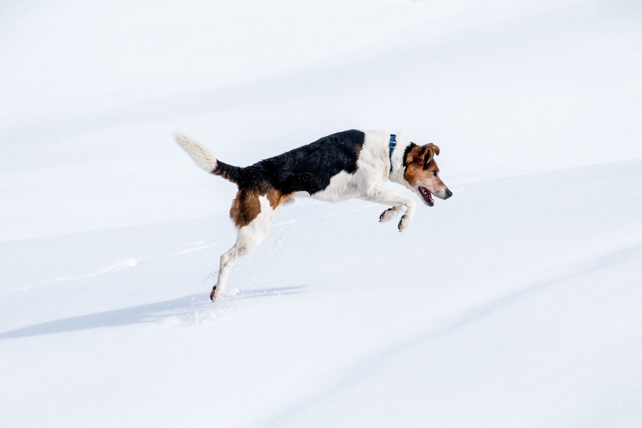 Canon EOS 70D + Tamron 16-300mm F3.5-6.3 Di II VC PZD Macro sample photo. Dog hunting mouse photography