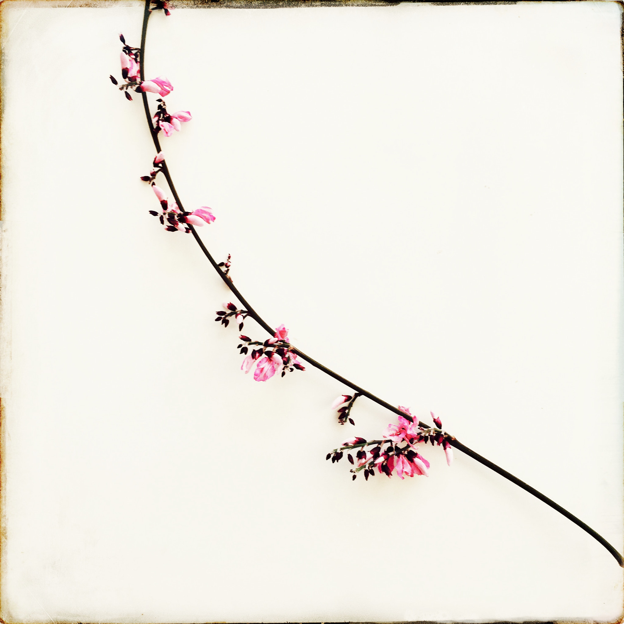 Hipstamatic 331 sample photo. Blossom photography