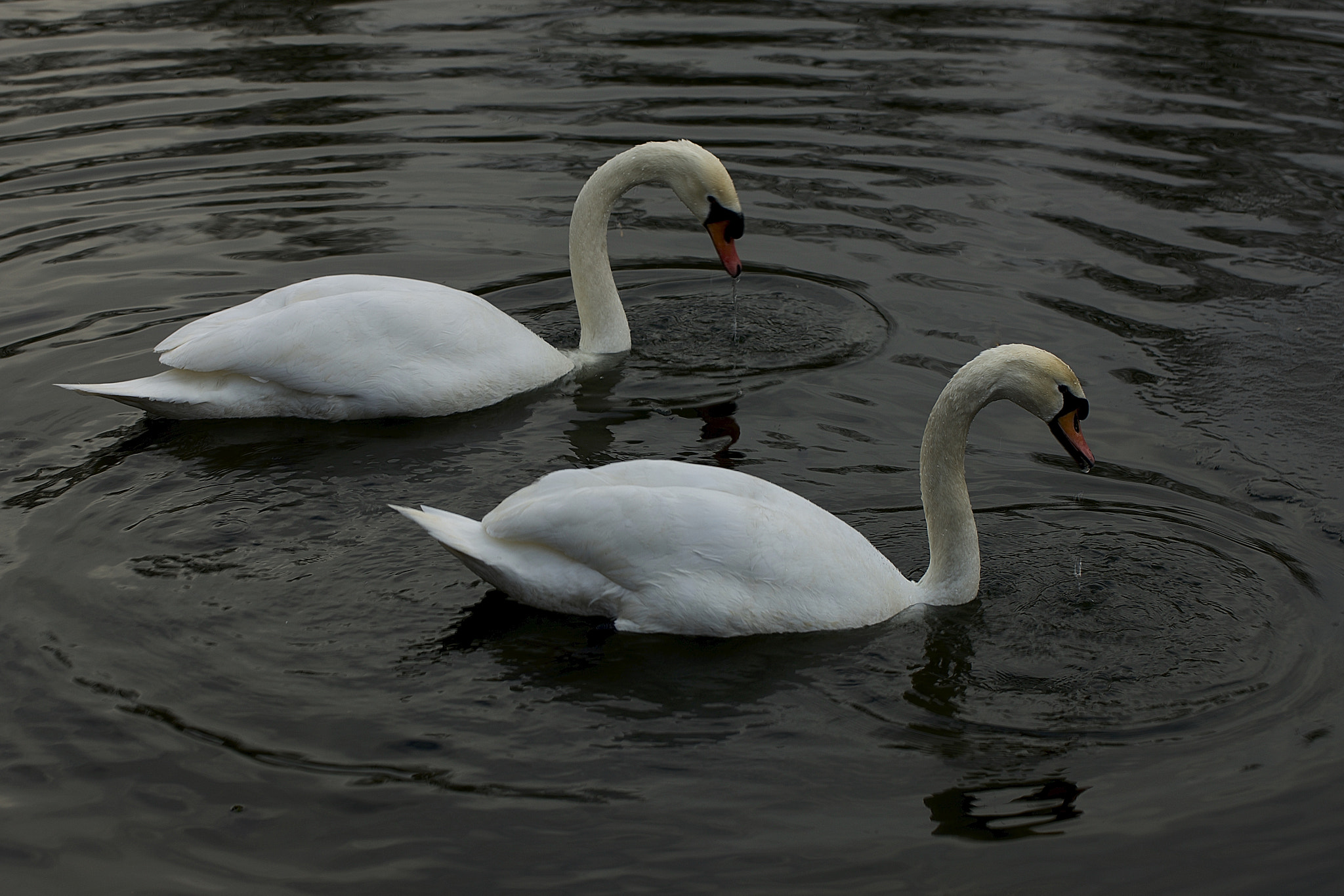 Canon EOS-1Ds Mark III sample photo. Swan. photography