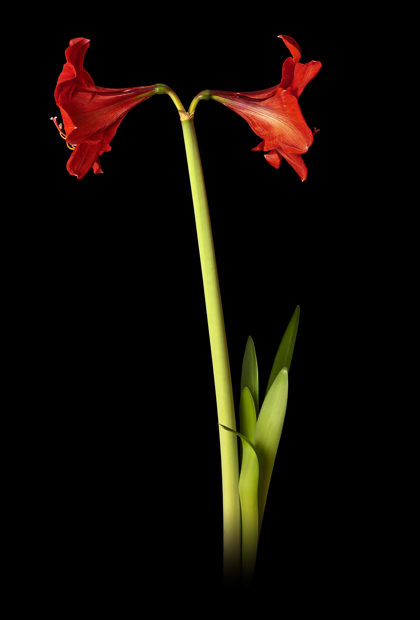 Nikon D700 sample photo. Sound the trumpet ii photography