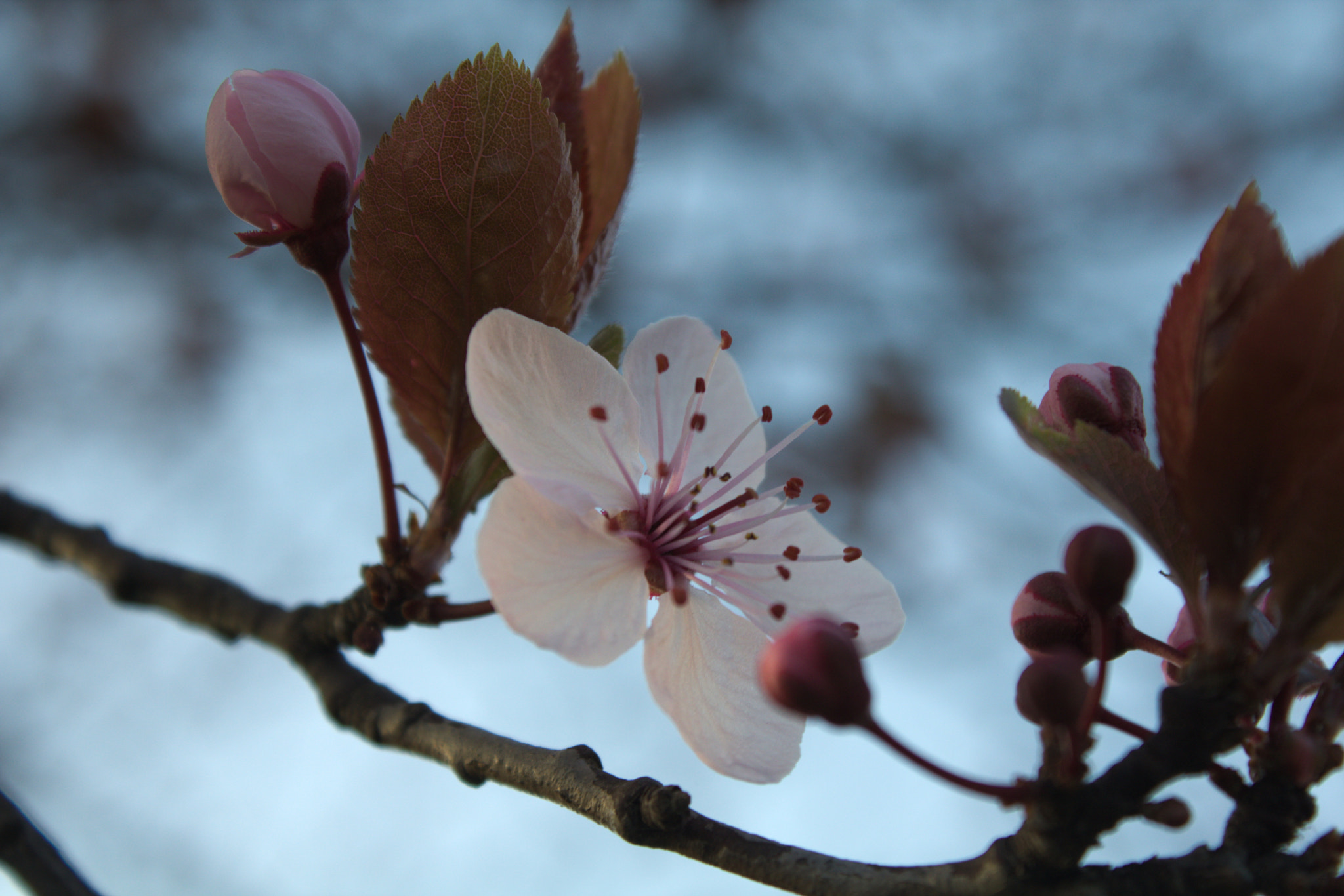 Canon EOS 750D (EOS Rebel T6i / EOS Kiss X8i) sample photo. Mg photography