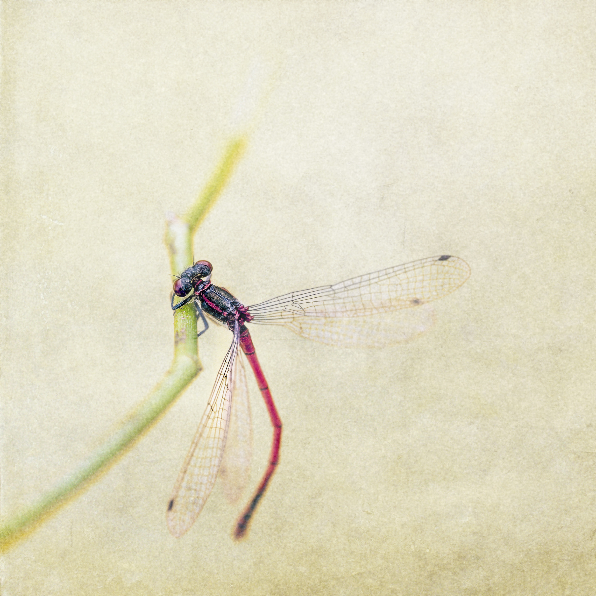Canon EOS 5D Mark II + Tamron SP AF 90mm F2.8 Di Macro sample photo. Arty large red damselfly photography