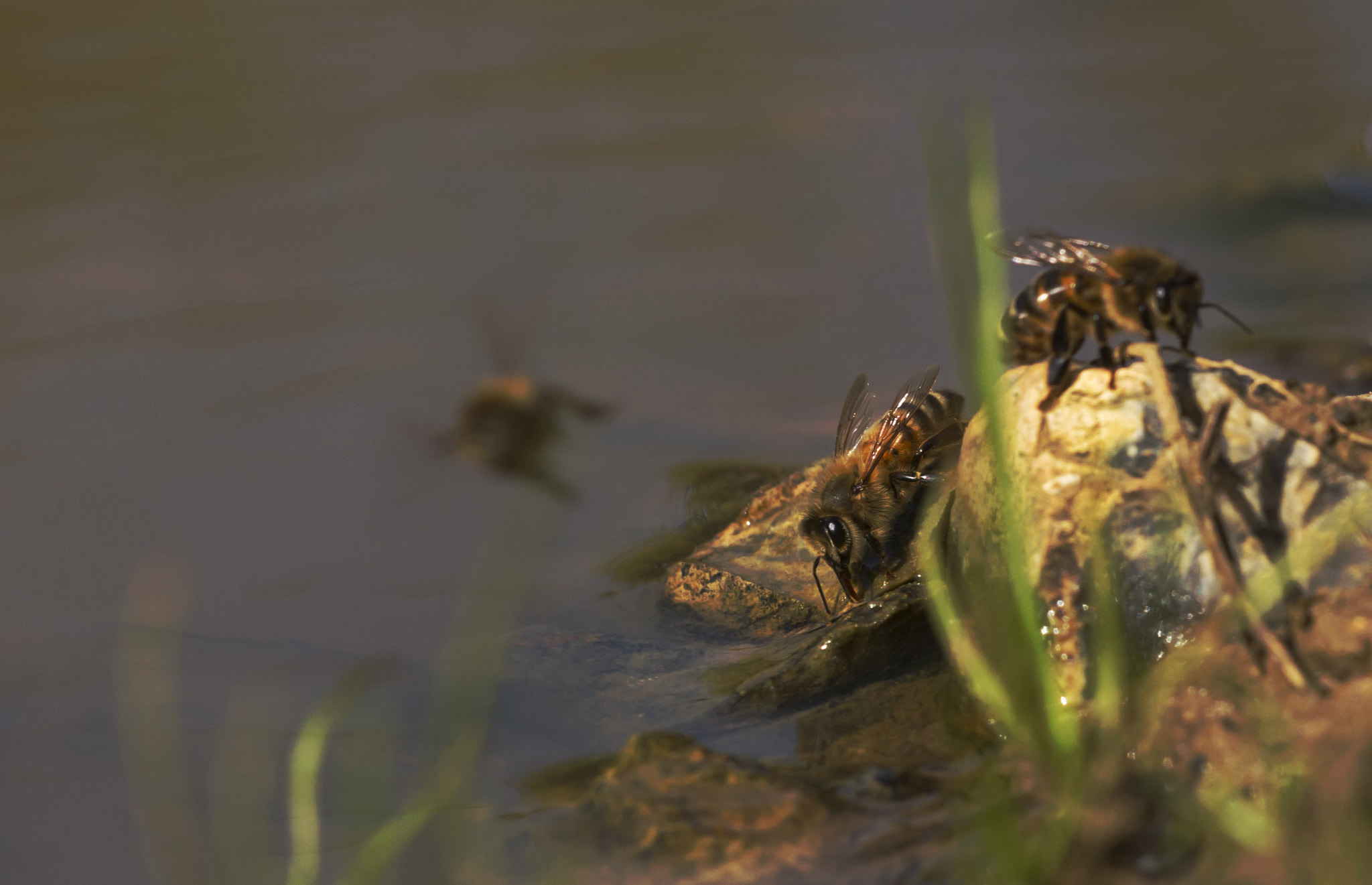 Sigma APO Macro 150mm f/2.8 EX DG HSM sample photo. Thirst photography