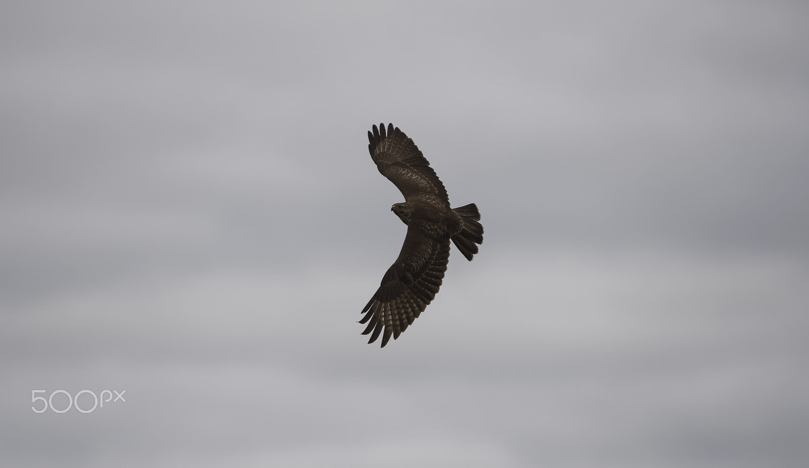 Sigma 120-300mm F2.8 EX DG HSM sample photo. Buzzard photography