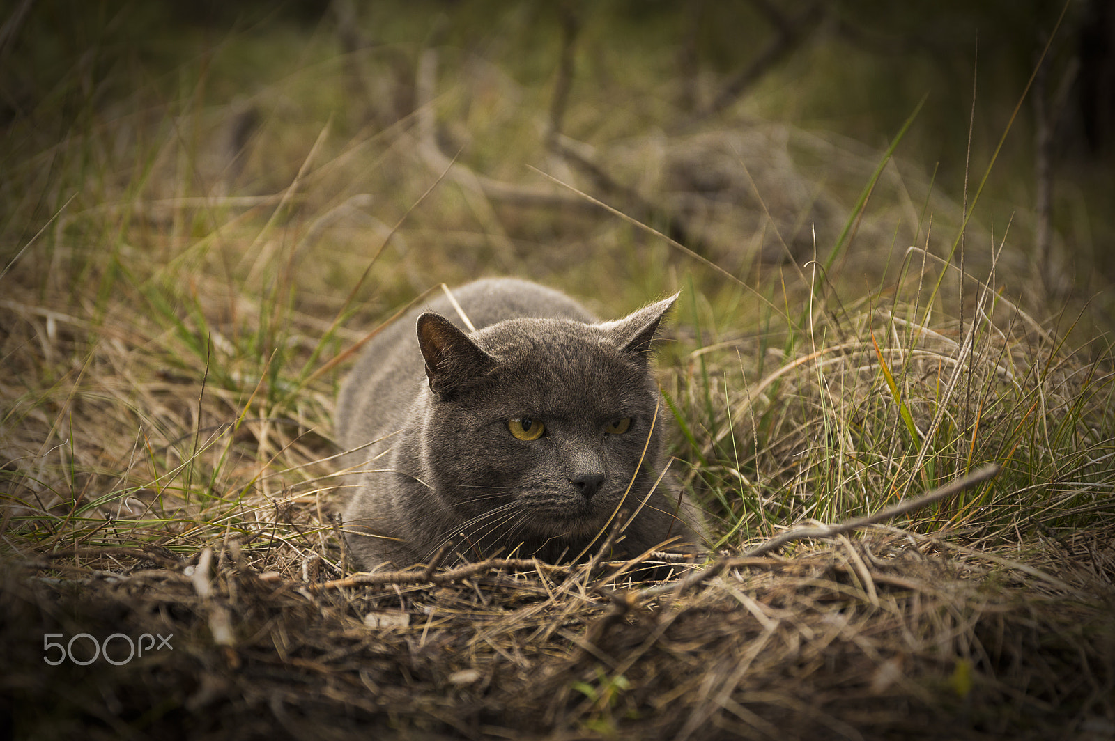 Sigma 17-70mm F2.8-4 DC Macro OS HSM | C sample photo. Attack photography