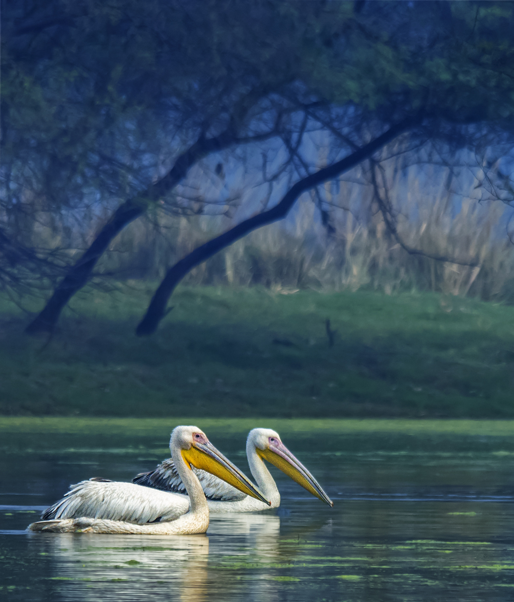 Sigma 150-500mm F5-6.3 DG OS HSM sample photo. Pelicans photography