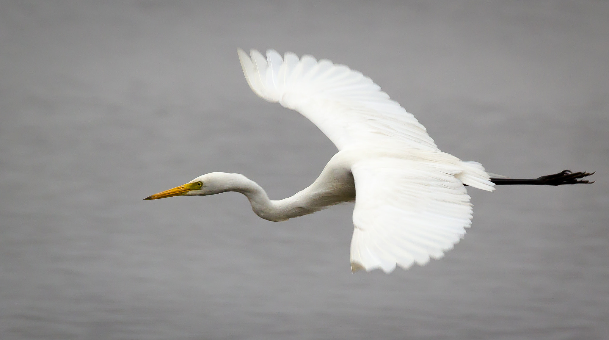 Canon EOS 550D (EOS Rebel T2i / EOS Kiss X4) + Canon EF 100-400mm F4.5-5.6L IS II USM sample photo. Egret photography