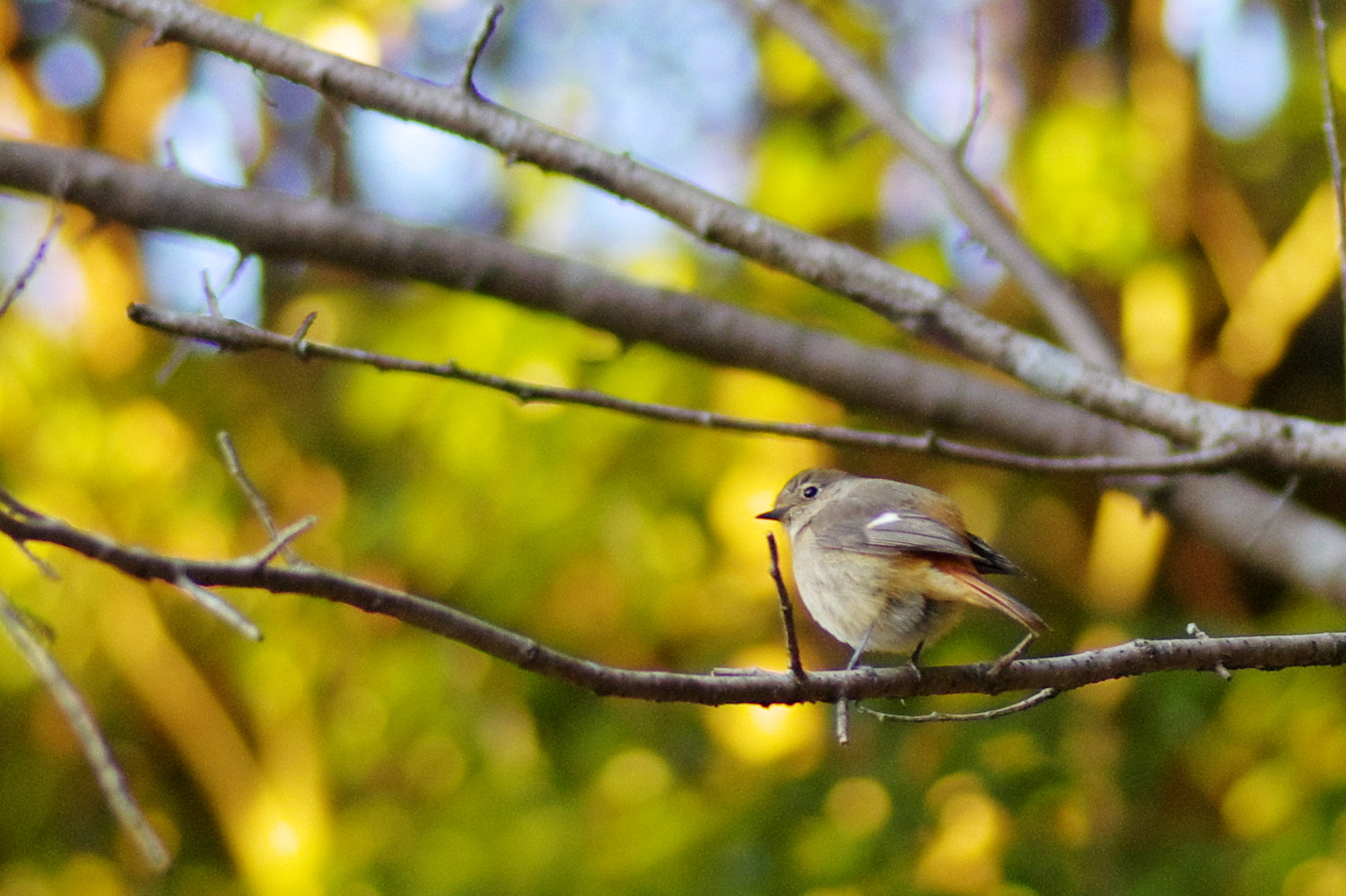 Tamron SP AF 90mm F2.8 Di Macro sample photo. Redstart ♀（2） photography