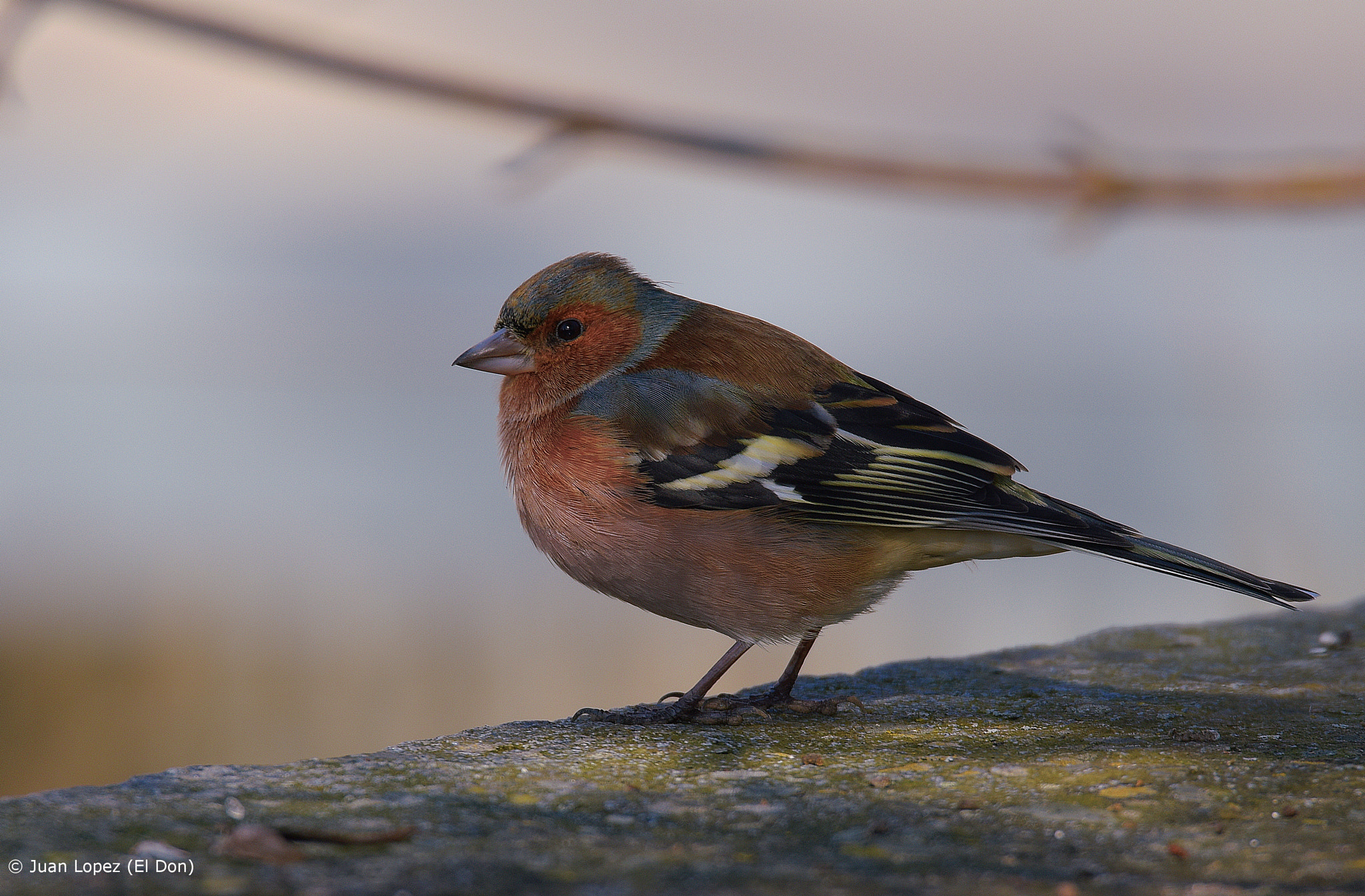 Sigma 150-600mm F5-6.3 DG OS HSM | S sample photo. Bird photography