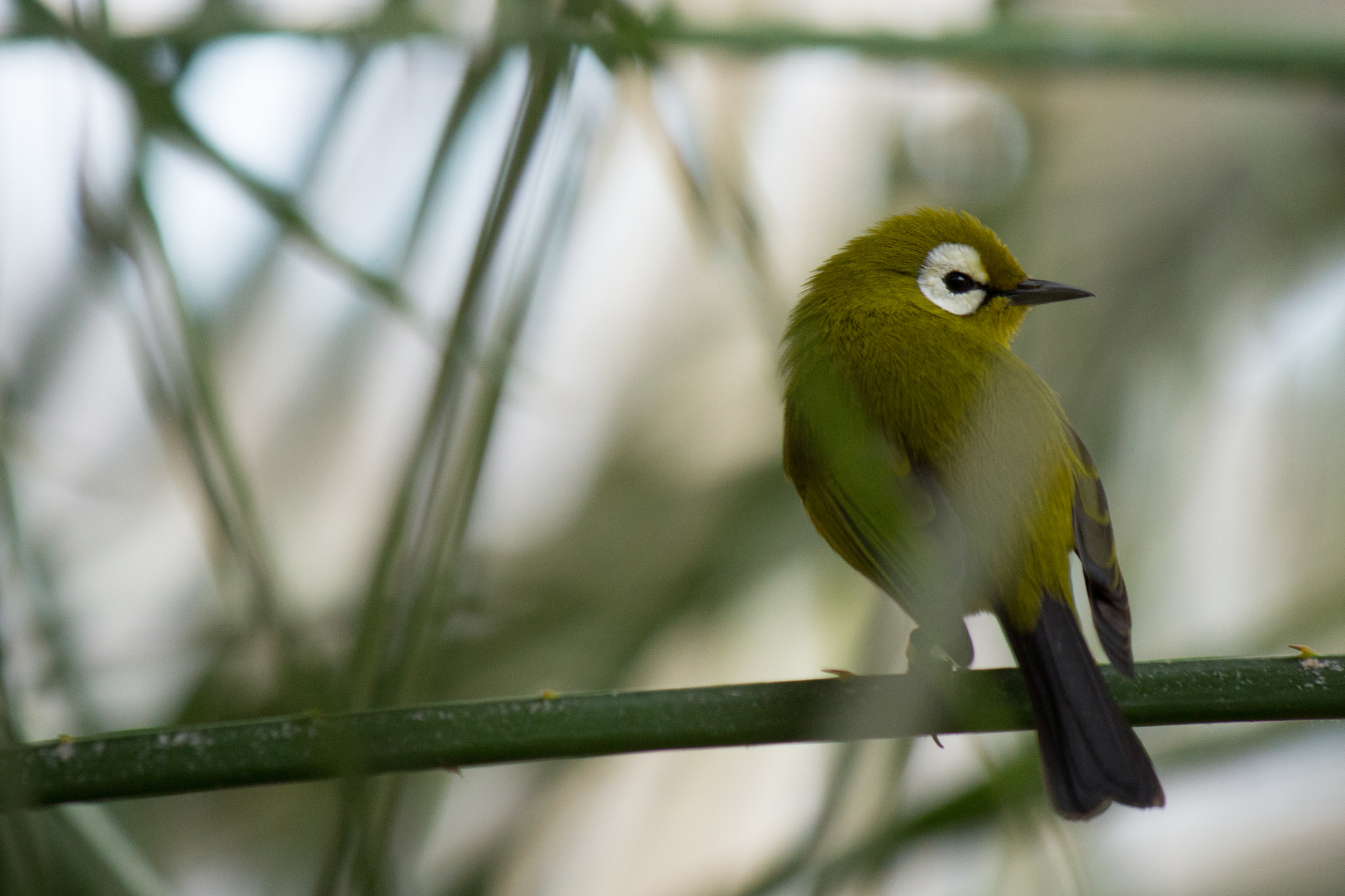 Canon EF-S 55-250mm F4-5.6 IS II sample photo. Nectarfriend photography