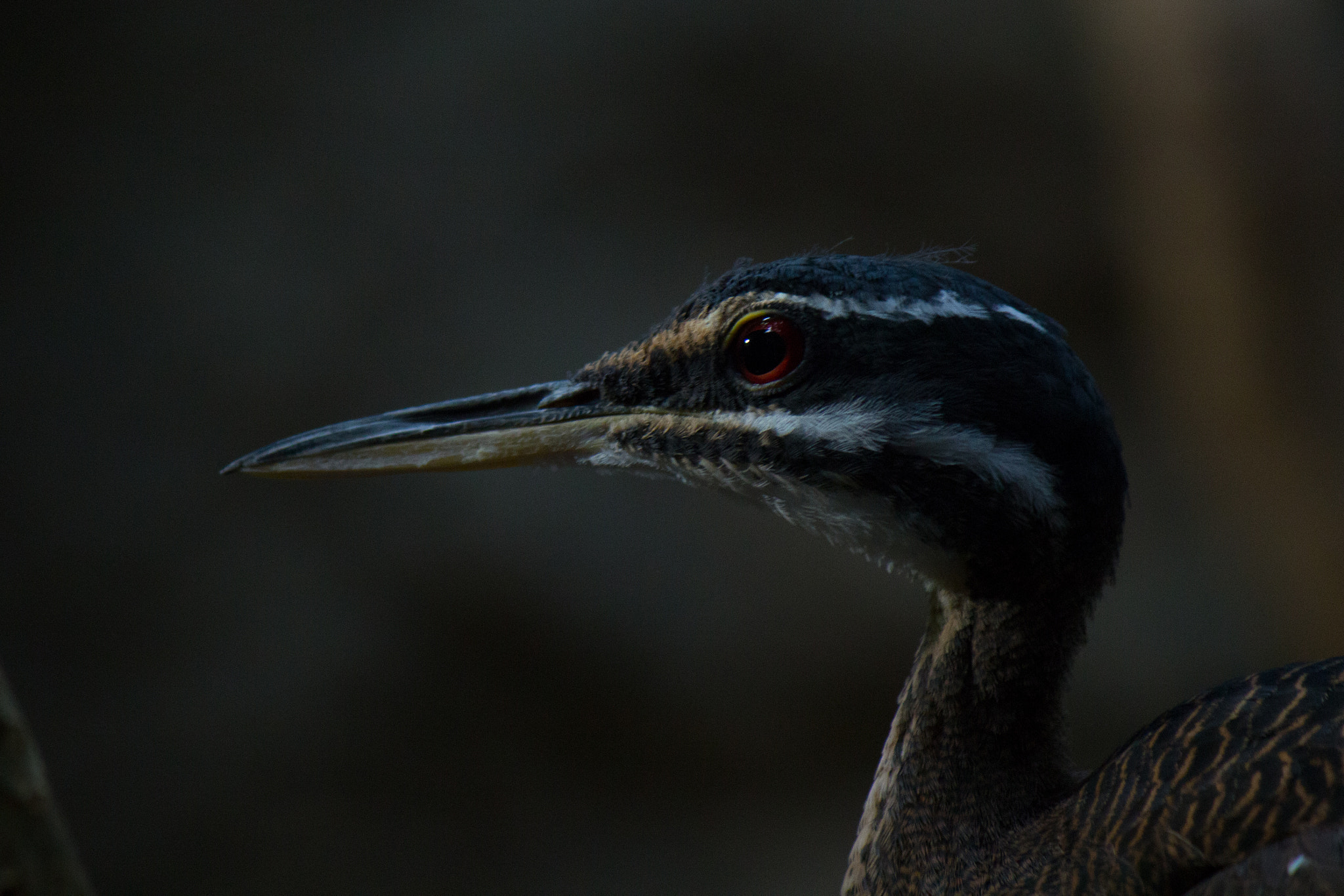 Canon EF-S 55-250mm F4-5.6 IS II sample photo. Sunbittern photography