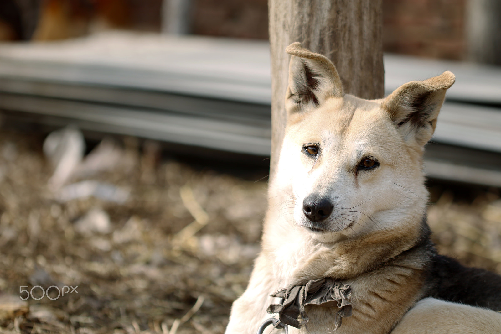 Canon EF 100mm F2.8L Macro IS USM sample photo. Dog photography