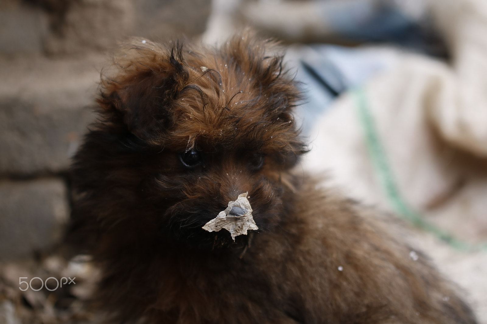 Canon EF 100mm F2.8L Macro IS USM sample photo. Cute dog photography