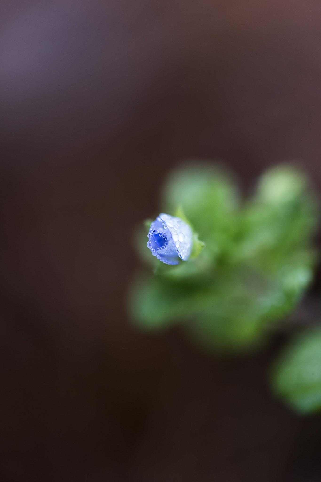 Nikon D750 sample photo. Small flower photography