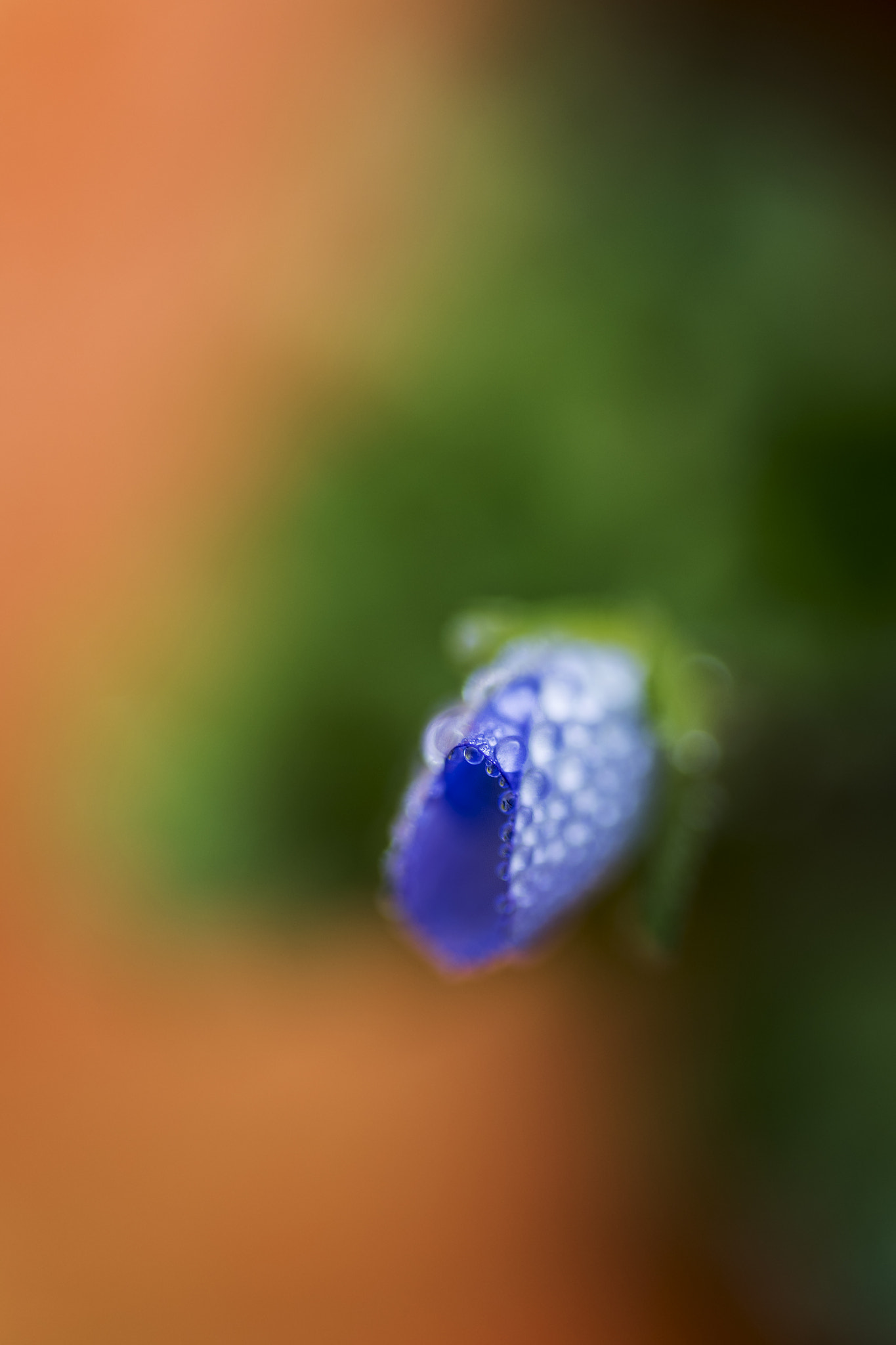 Nikon D750 sample photo. Fleur bleu photography