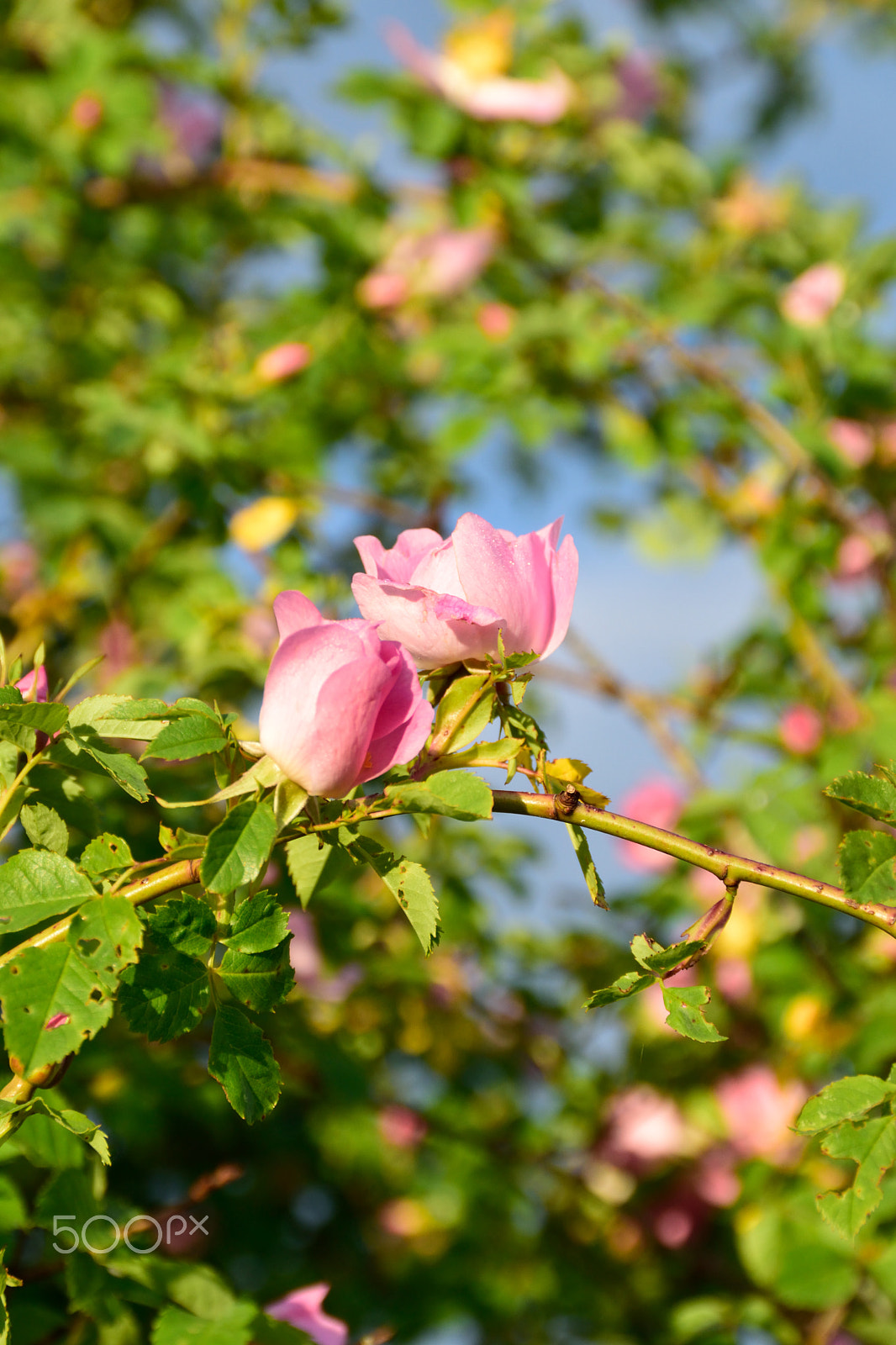Nikon D3300 + Tamron AF 18-200mm F3.5-6.3 XR Di II LD Aspherical (IF) Macro sample photo. Pink briar-rose blooming. photography