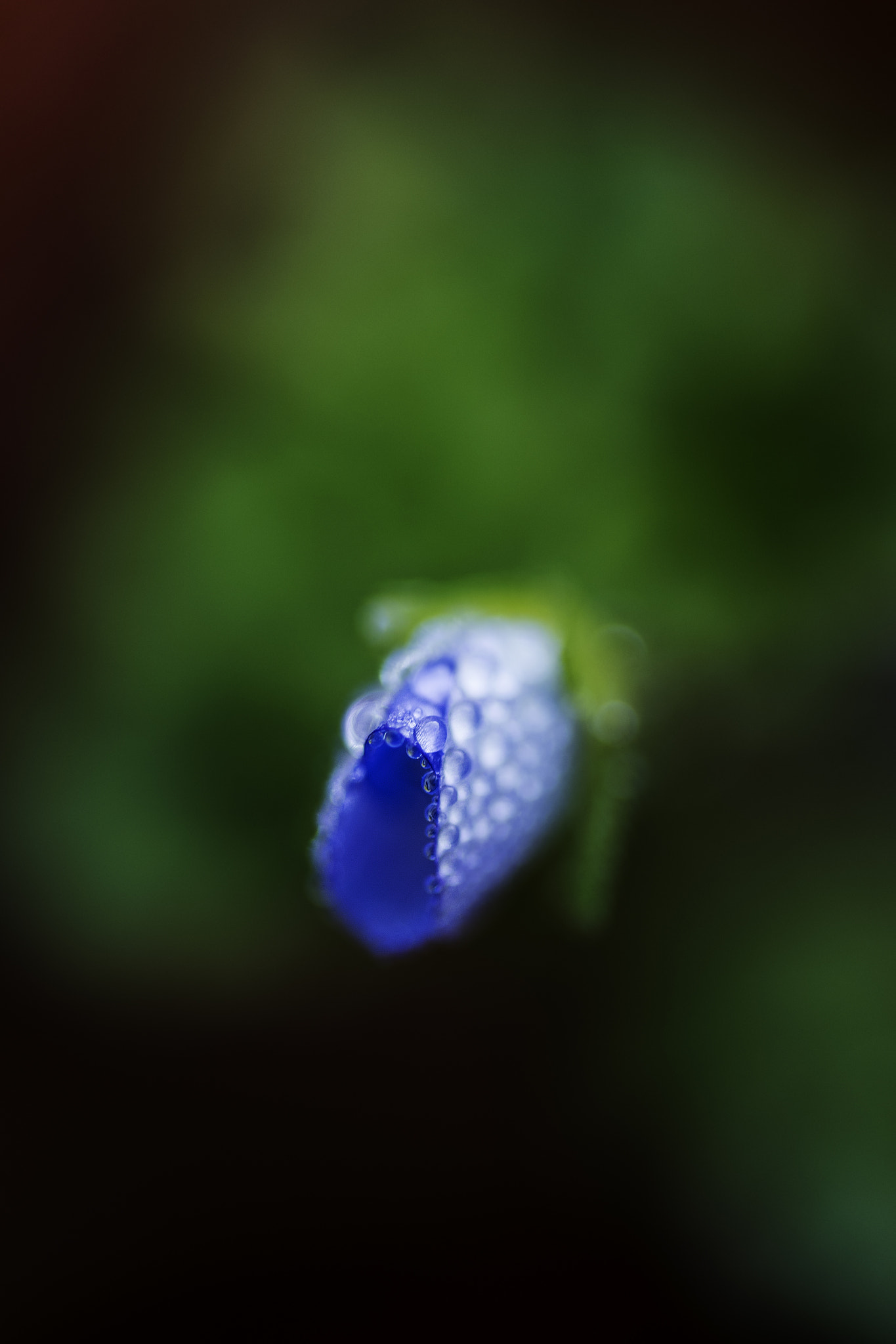 Nikon D750 sample photo. Blue flower photography