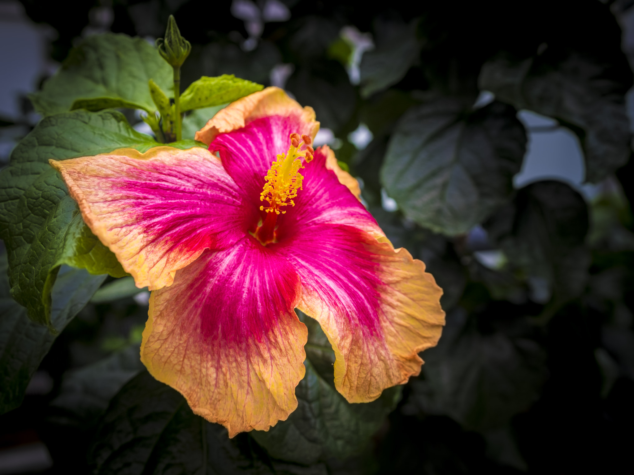 Pentax 645Z + smc PENTAX-FA 645 35mm F3.5 AL [IF] sample photo. Hibiscus photography