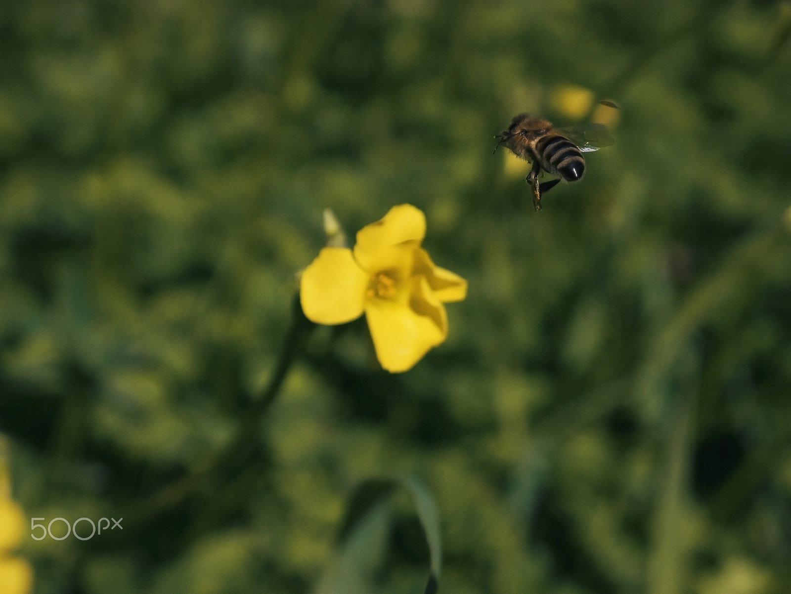 Panasonic Lumix DMC-G7 sample photo. Gotcha! photography