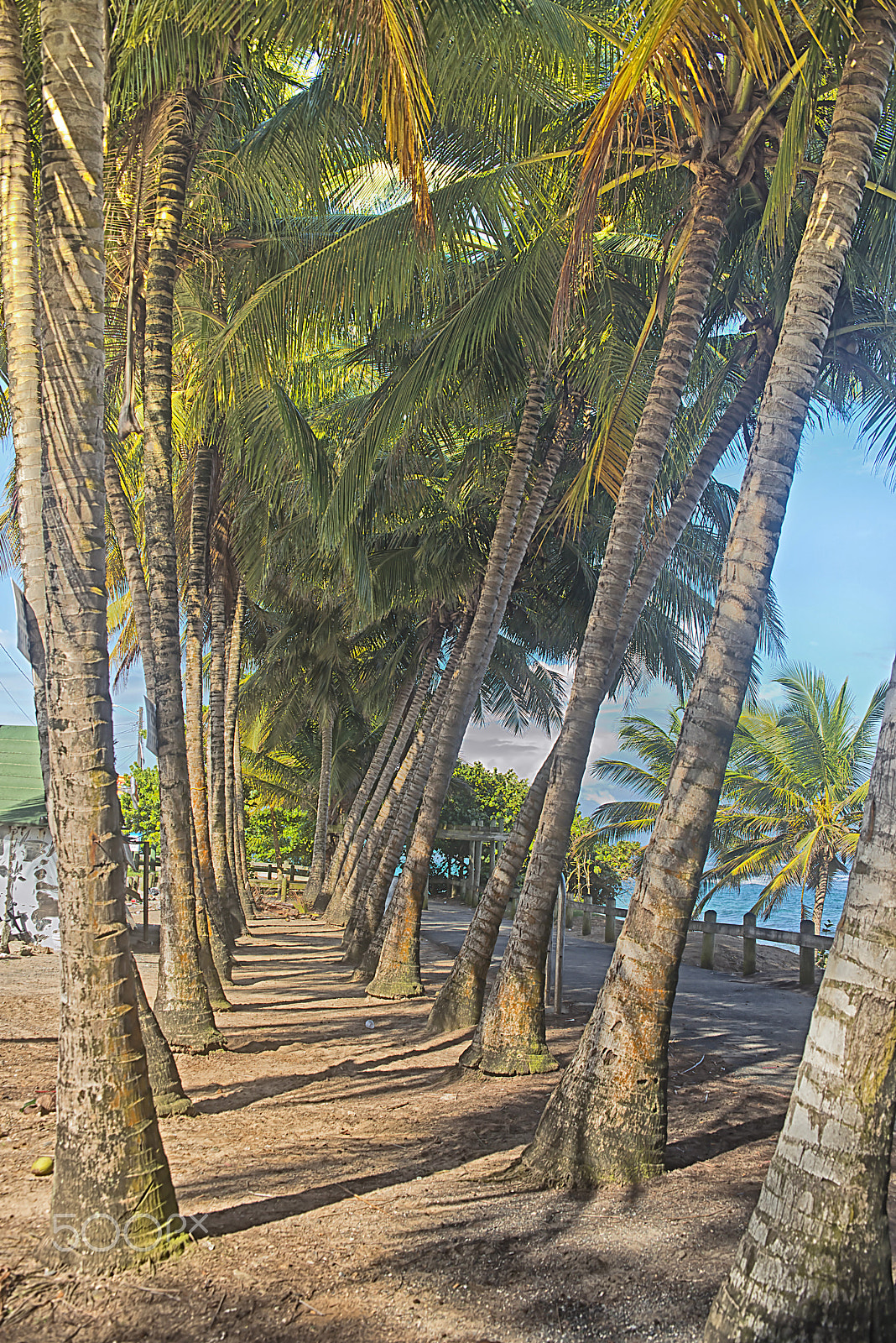 Nikon D800 + AF Zoom-Nikkor 35-105mm f/3.5-4.5D sample photo. Coconut's tree alley photography