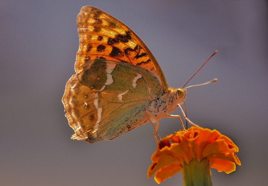 Nikon D5000 sample photo. Buterfly photography
